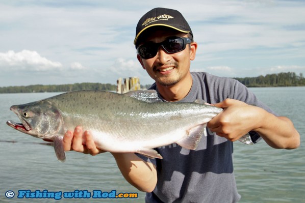 Fraser River Pink Salmon