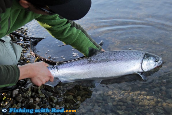 Fraser River coho salmon