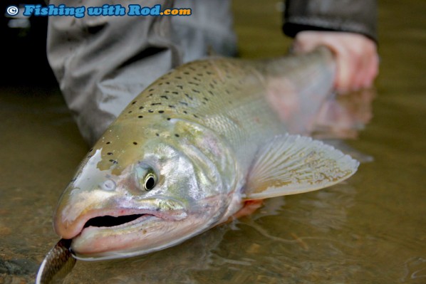 Fraser Valley coho salmon