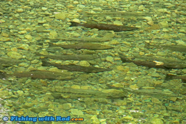 Spawning coho and chum salmon