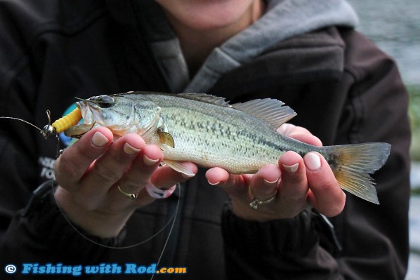 Largemouth Bass from Shannon Lake