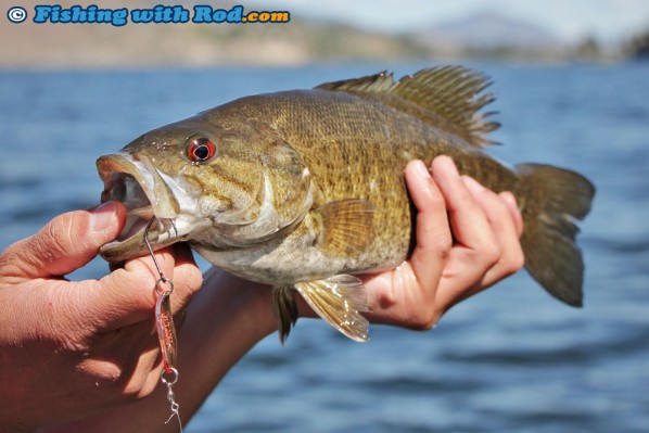 Smallmouth Bass Caught on Gibbs Croc Spoon