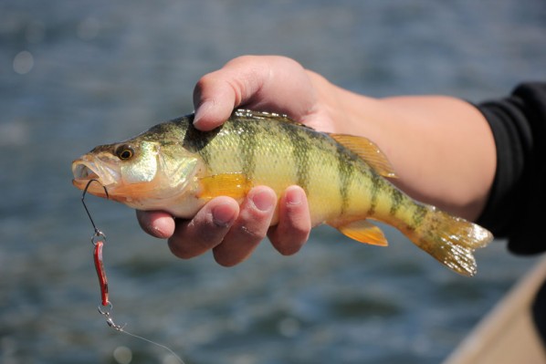 Yellow Perch from Skaha Lake