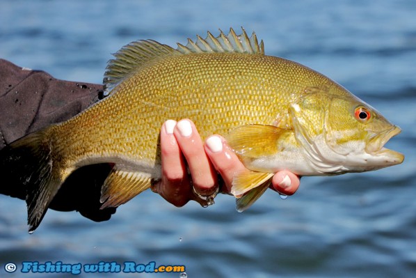 Beautiful Smallmouth Bass