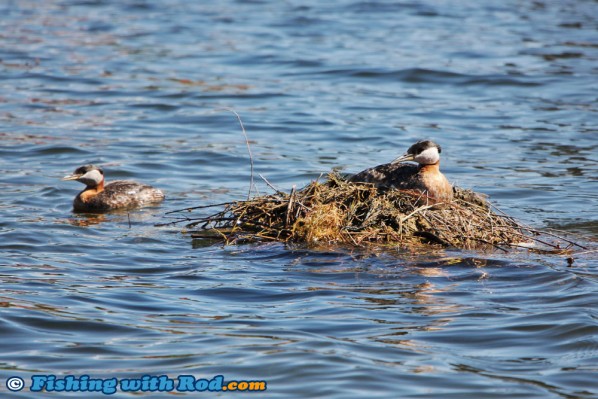 Red-necked Grebe