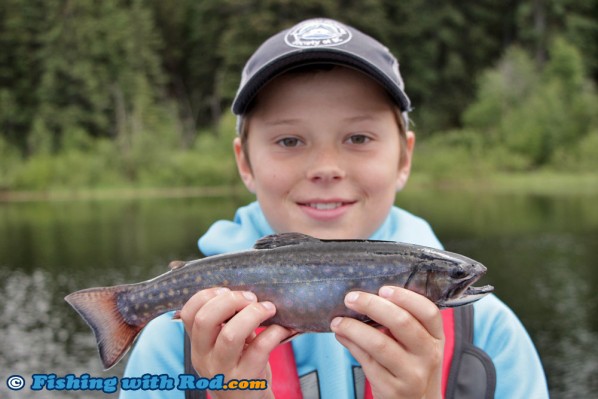 Small brook trout