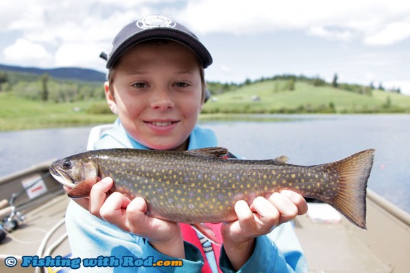 Nice Brook Trout