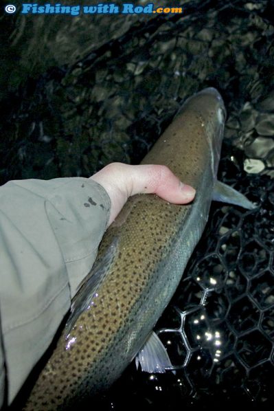 A Rather Small Winter Steelhead