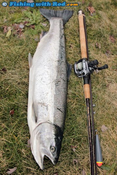 A Beautiful Vedder River Steelhead