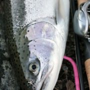 First Hatchery Steelhead of 2017