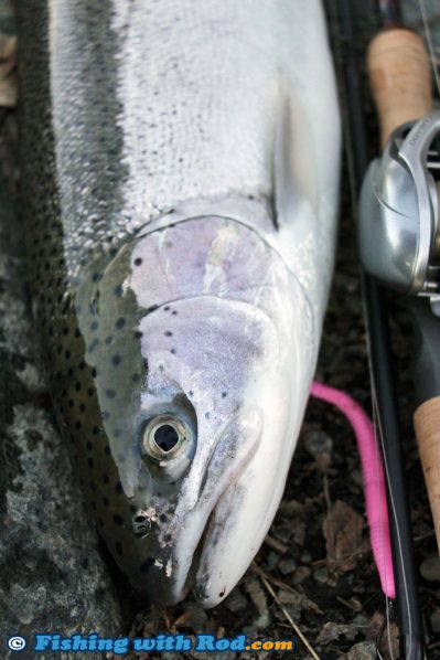 First Hatchery Steelhead of 2017