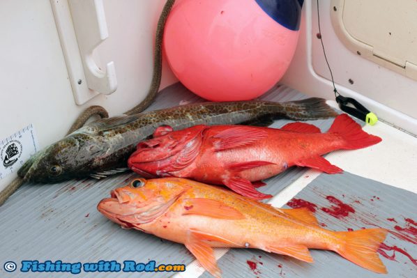 A Mix Bag of Lingcod and Rockfish