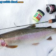 Nice Rainbow Trout!