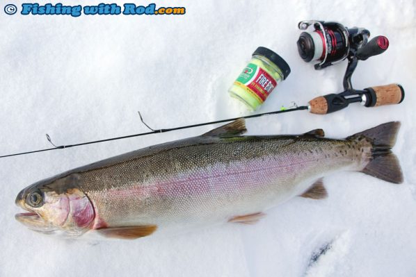 Nice Rainbow Trout!