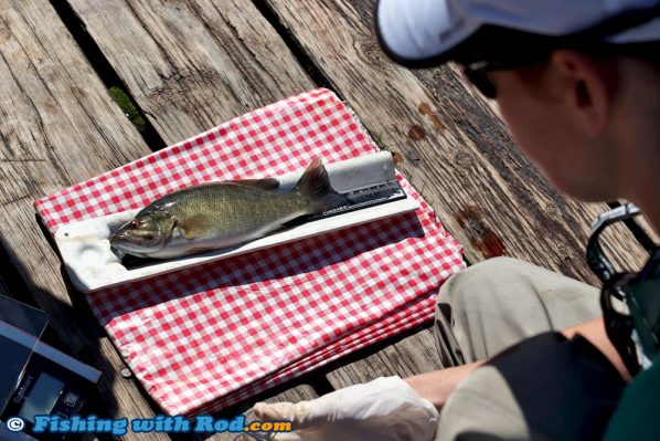 Smallmouth bass in Cultus Lake