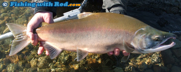 Mystery BC fish species Mystery BC fish species