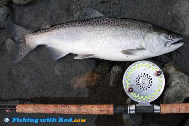 Mystery BC fish species