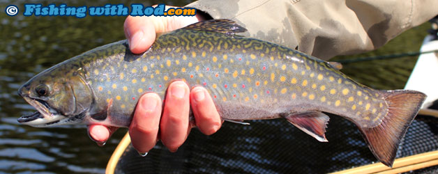 Mystery BC fish species Mystery BC fish species