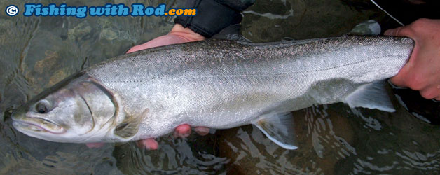 Mystery BC fish species Mystery BC fish species