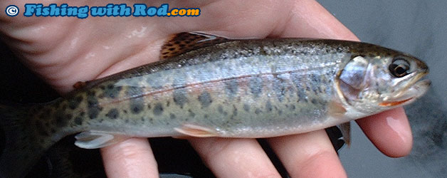 Mystery BC fish species Mystery BC fish species