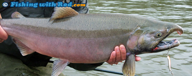 Mystery BC fish species Mystery BC fish species