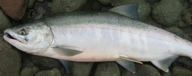 Mystery BC fish species