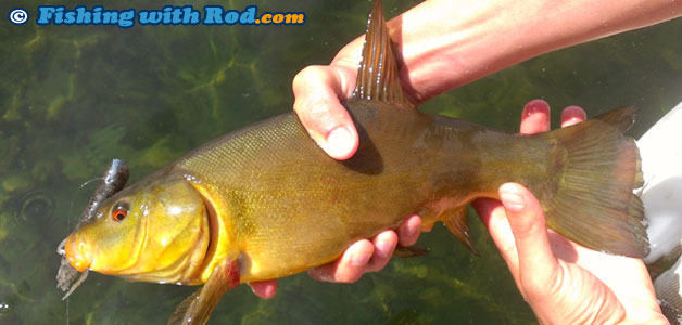 Mystery BC fish species Mystery BC fish species