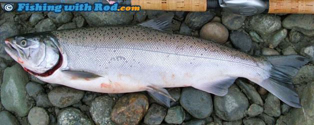 Mystery BC fish species Mystery BC fish species