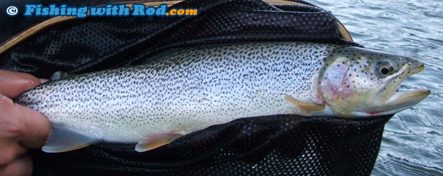 Mystery BC fish species. Mystery BC fish species.