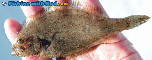 Mystery BC fish species. Mystery BC fish species.