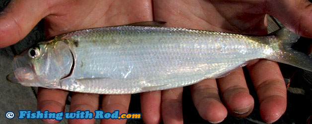 American shad