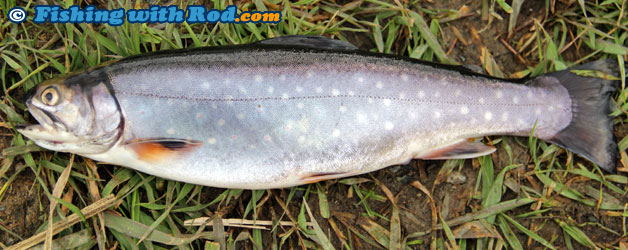 Brook trout Brook trout