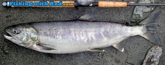 Chum salmon Chum salmon