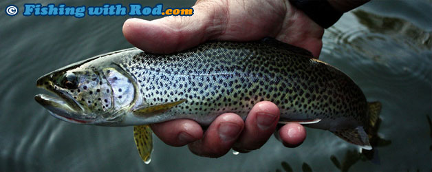 Coastal cutthroat trout Coastal cutthroat trout