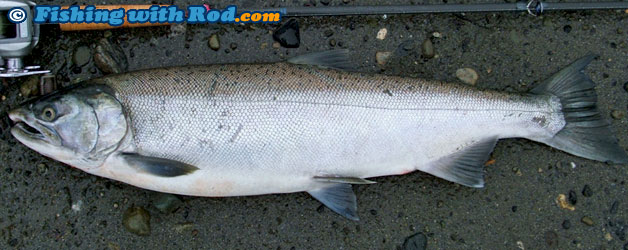 Coho salmon Coho salmon