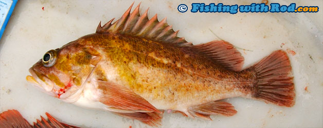 Copper rockfish