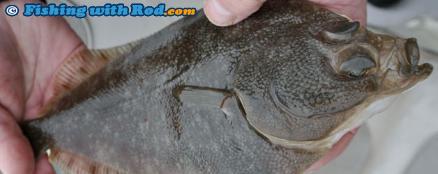English sole English sole