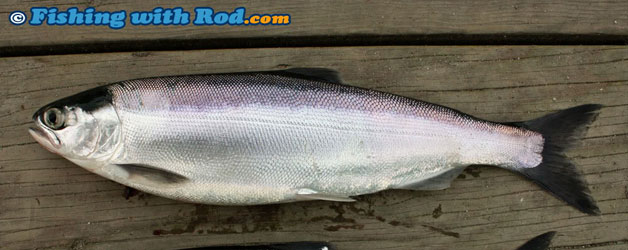 kokanee kokanee