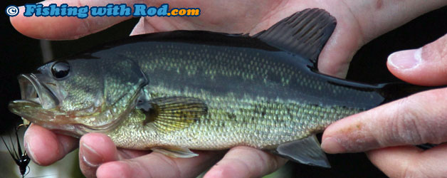 Largemouth bass Largemouth bass
