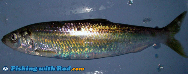 Pacific herring Pacific herring