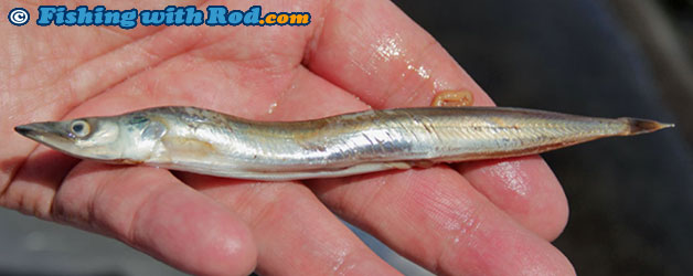 Pacific sand lance Pacific sand lance