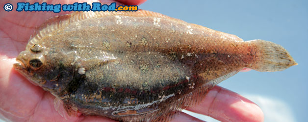 Pacific sanddab Pacific sanddab