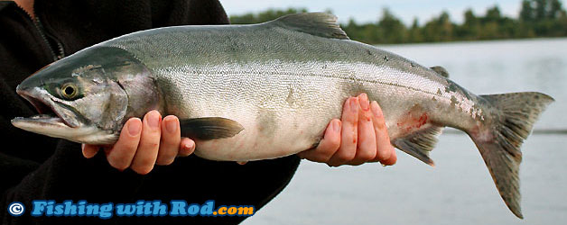 Pink salmon