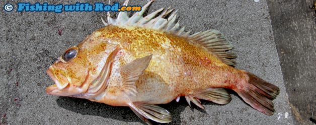 Quillback rockfish