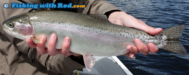 Rainbow trout