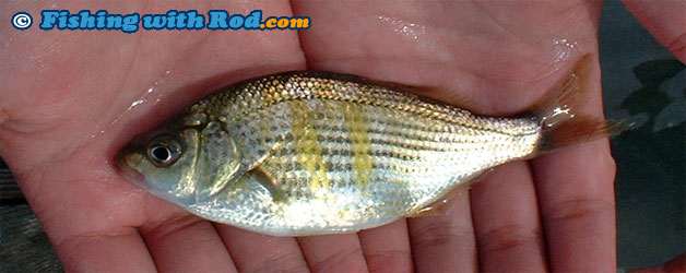 Shiner perch Shiner perch