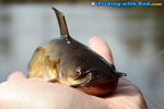 Brown bullhead