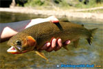 Westslope cutthroat trout