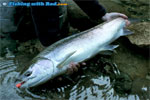 Summer steelhead