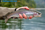 Blackwater rainbow trout at Weaver Lake